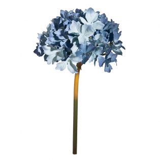 Hydrangea